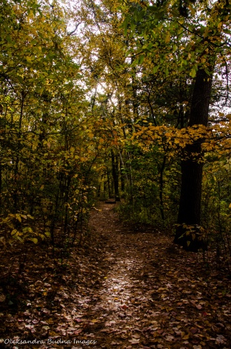 hiking trail in High Park in the fall