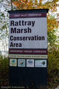 Rattray Marsh in Mississauga