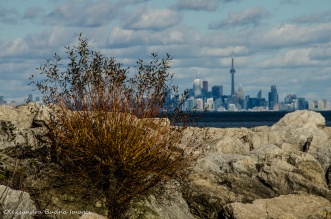 view of CN Tower across Lake Ontario from Jack Darling park in Mississauga