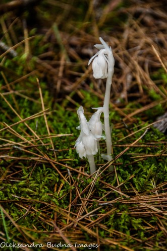 Indian Pipe in Neys Provincial Park