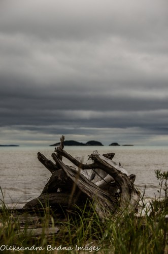 driftwood on the beach in Neys Provincial Park