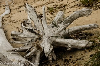 driftwood in Neys Provincial park