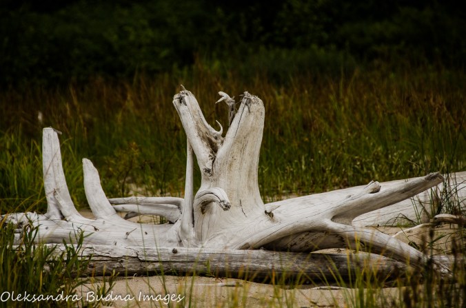driftwood in Neys Provincial park