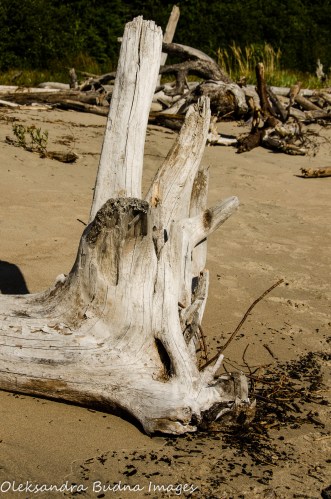 driftwood in Neys Provincial park