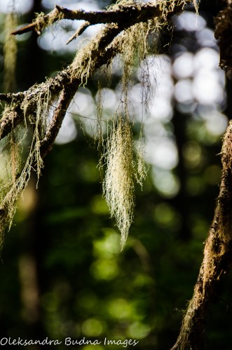 moss in the tree