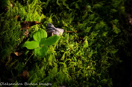 ferns and plants in Neys Provincial Park