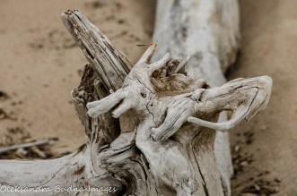 driftwood in Neys Provincial park