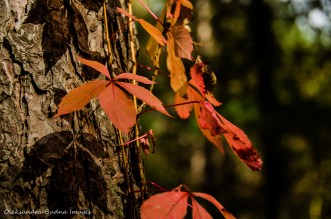 red grape leaves on a pine