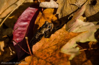 toad hiding in the fallen leaves