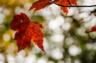 red maple leaf