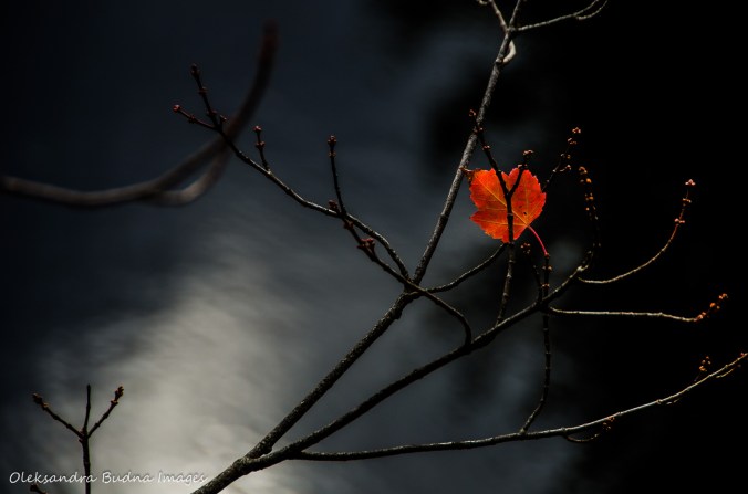 lone red leaf on a branch