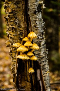mushrooms on a tree trunk