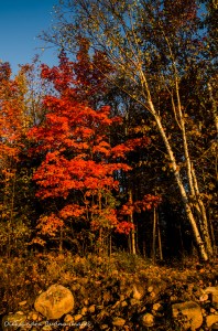 fall foliage in Restoule Provincial Park
