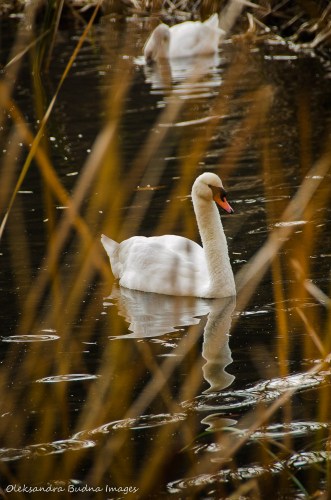 swan in High Park