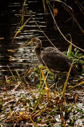 heron in High Park