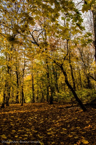 High Park in November