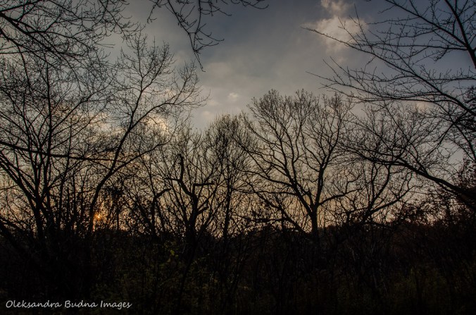 setting sun in High Park