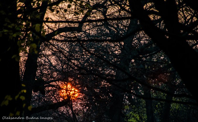 setting sun in High Park