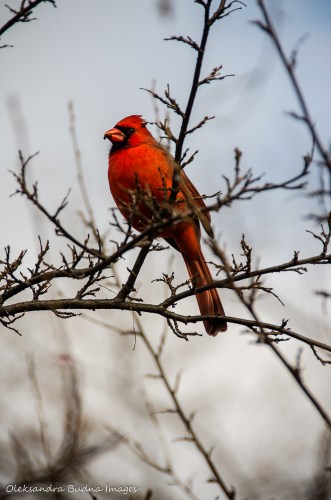 northern cardinal in High Park