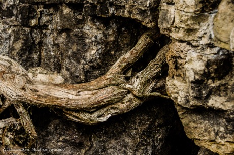eastern white cedar roots in the rock at Rattlesnake Point