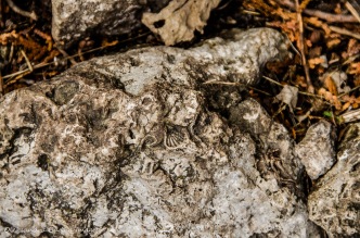limestone rocks at Rattlesnake Point