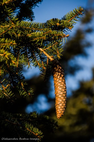pine cone