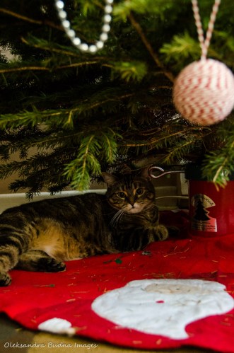 cat under a Christmas tree