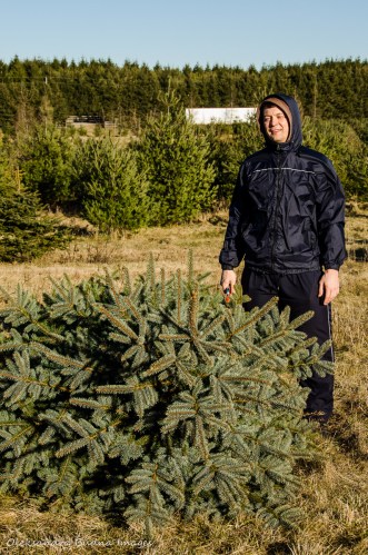cutting down a Christmas Tree at Elliott Tree Farm