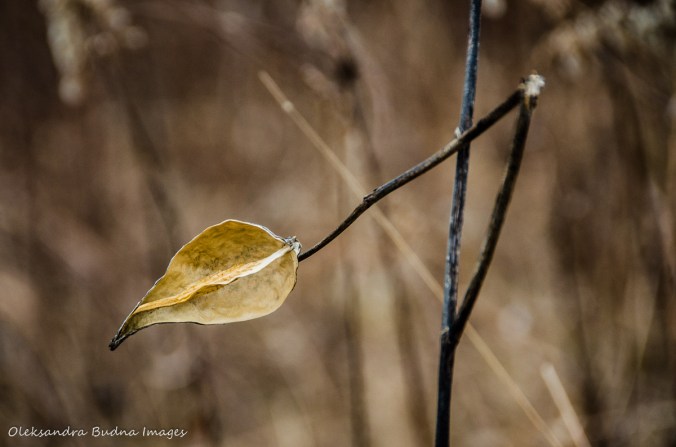 dry milkweed pod