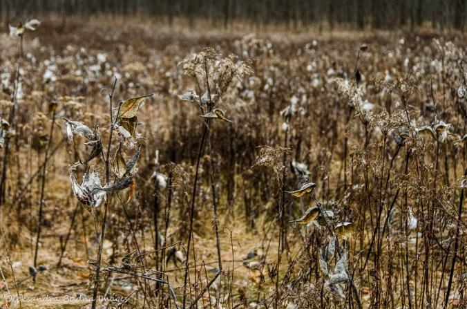milkweed at Forks of the Credit Provincial Park
