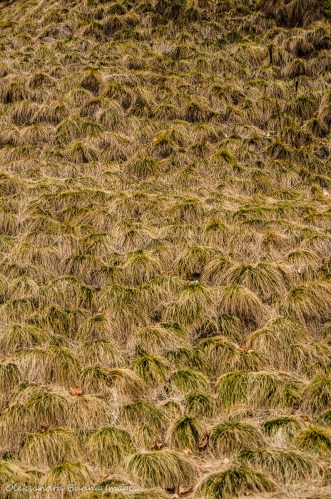 cascading grass on a slope