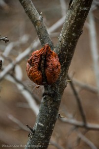 decomposig apple on a tree