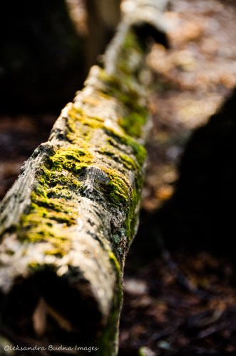 log at Mono Cliffs Provicial Park