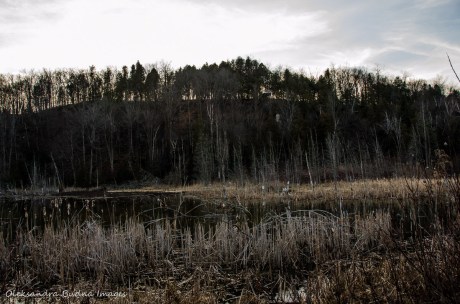 pond at Mono Cliffs Provicial Park