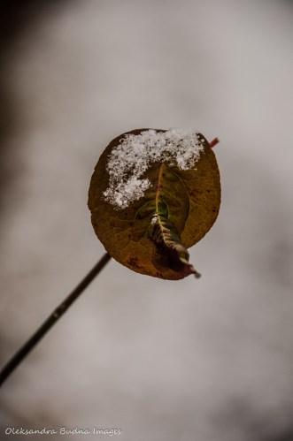 leaf covered in snow