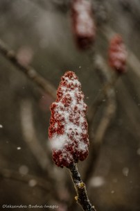 red sumac covered in snow