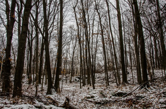 winter forest at Mount Nemo Conservation Area 