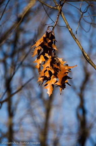 dry oak leaves