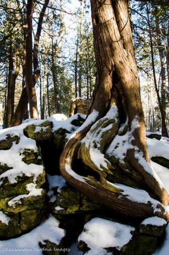 cedar roots wrapped around the rock