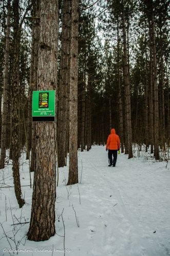 hiking at Hilton Falls Conservation Area
