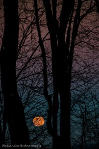 full wolf moon amog the branches