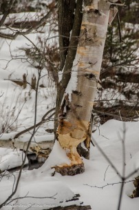 a tree chewed by beavers