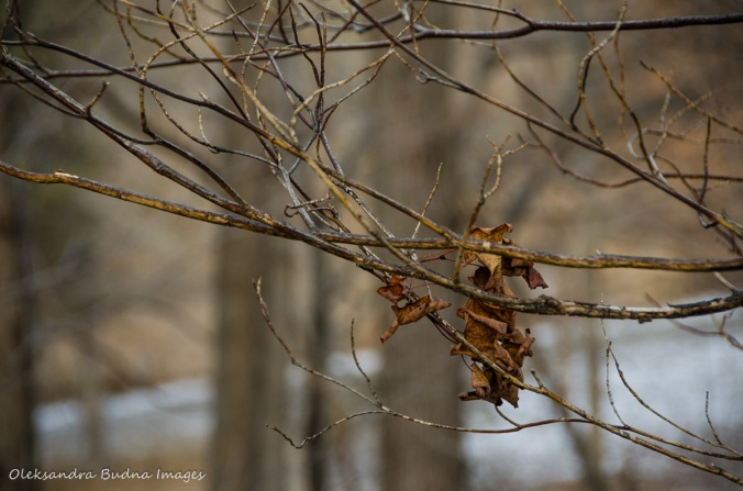 dry leaf on a bare branch