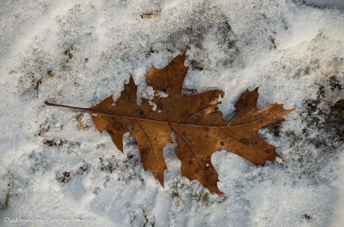 brown oak leaf on the snow