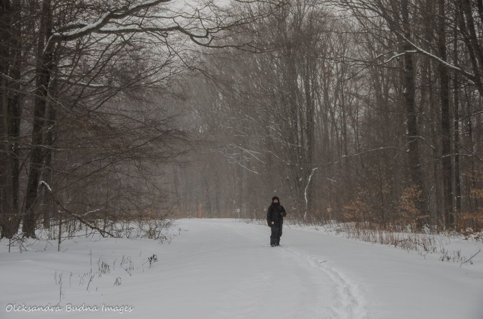 walking in the winter forest in Allegany State Park