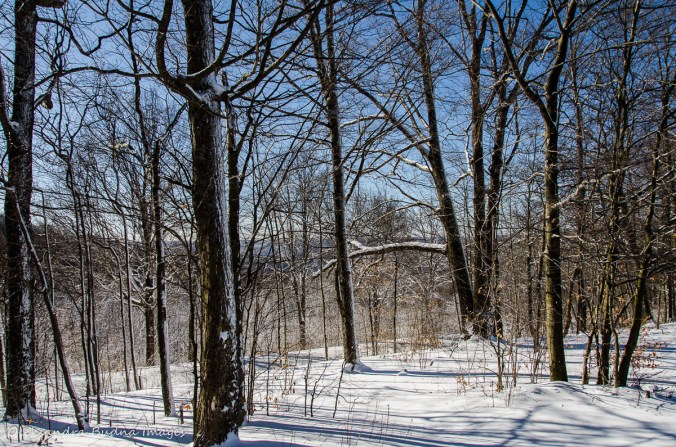 winter morning at Allegany State Park