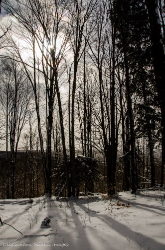 winter morning at Allegany State Park