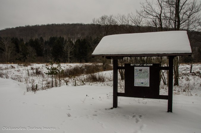 butterfly meadow in the winter in Allegany State Park