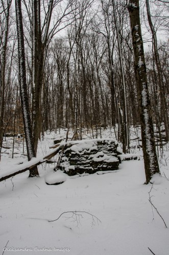 Osgood Trail in Allegany State Park