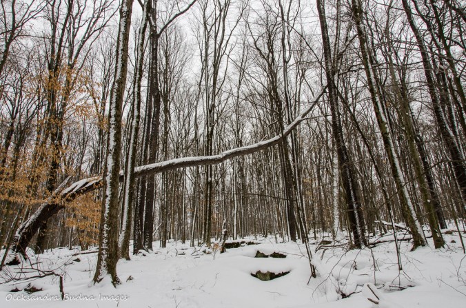 winter in Allegany State Park